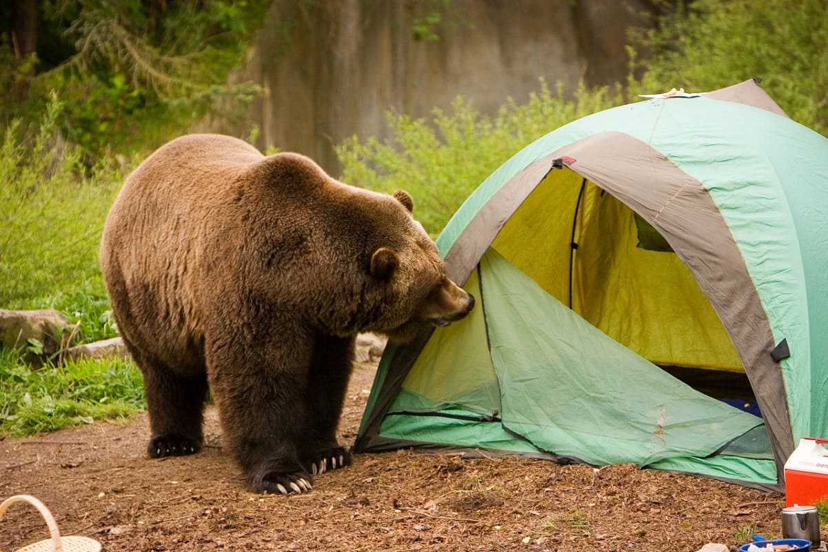 Медведь в палатке