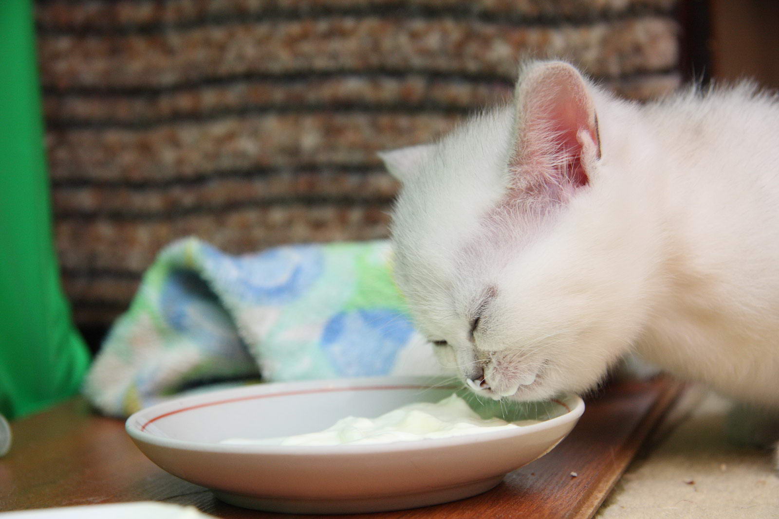 Можно ли кормящим сметану. Котенок кушает. Котенок в сметане. Котенок ест сметану. Каша для кошек.
